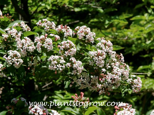 Fragrant Abelia (Abelia mosanensis)